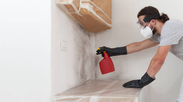 Professional Basement Mold Removal technician working in Point Pleasant, NJ